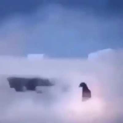 Penguin attack