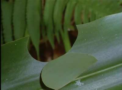 This caterpillar builds a tent with a little roof to eat in safety