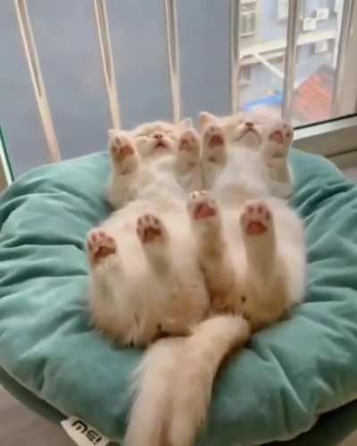 Spidey meows!