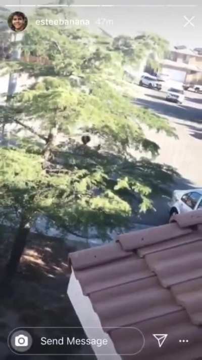 Suspect wrestles gun out of officer's hands and attempts to shoot her. Get's gunned down by her backup squad.