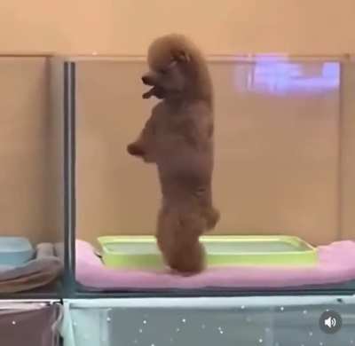 I’d rather dance than bark with you.