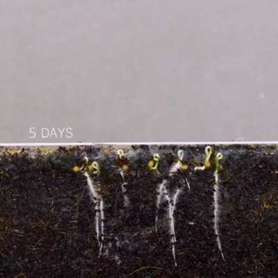 Timelapse of cherry tomato seeds growing