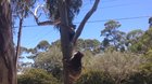 Innocent Koala gets kicked off a tree by a bully and cries