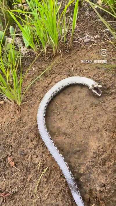 🔥 Trust me, I'm dead bro (Western Hognose)