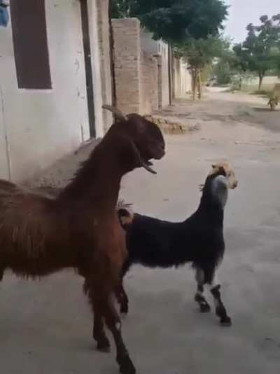 Goat to be chillin