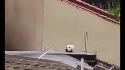 Sending a warming to other doggo