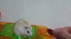 Hamster dies inside