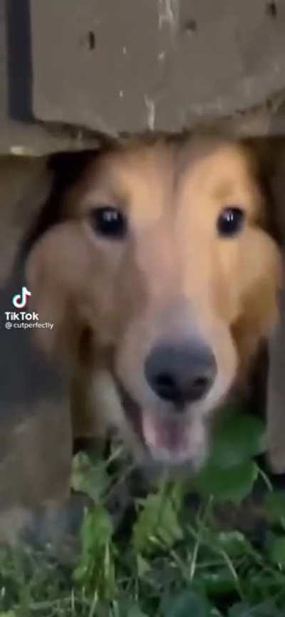 Doggo scream