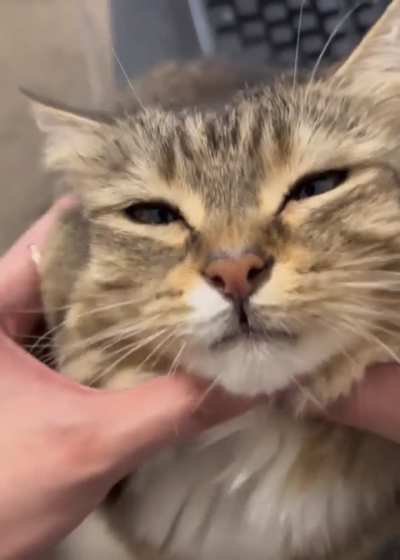 Gently Stremtch ( Not my cat )