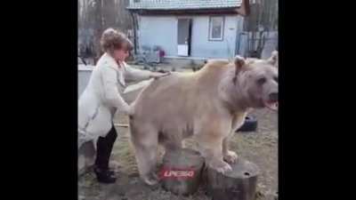 B I G B O Y E brushy brushy