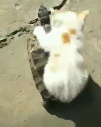 Can we all agree that cats will boss around anyone and anything 😆