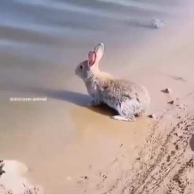 Conejo nadando 😎😎