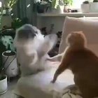 OnePunchCat