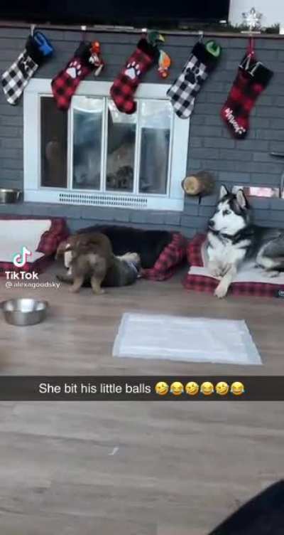 She bit his balls