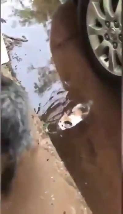 Dog bringing home a stray kitten