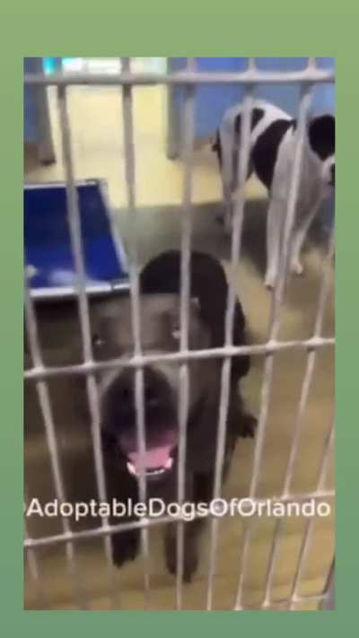 URGENT! PLEASE HELP! Sadie only has until TUESDAY 1/27 to find an ADOPTER or FOSTER/RESCUE/PLEDGES. She can be ADOPTED directly from the shelter. EUTHANASIA LIST at Orange County Animal Services in ORLANDO, FL. Please dm /u/biancamission if you can foster