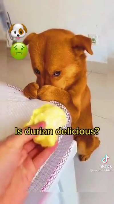 The Poor dog can't stand the smell