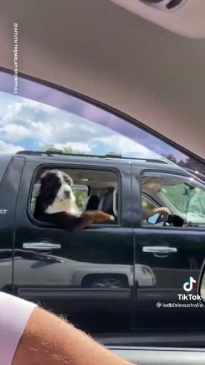 How a real dog rides inside a car
