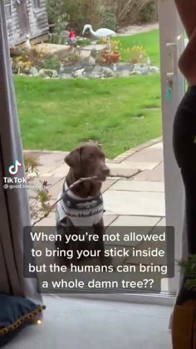 Good boy