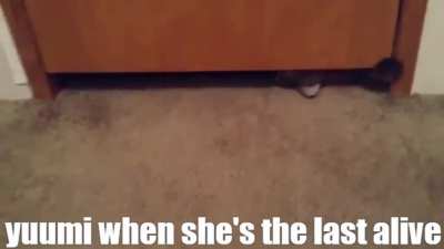 funny cat doe