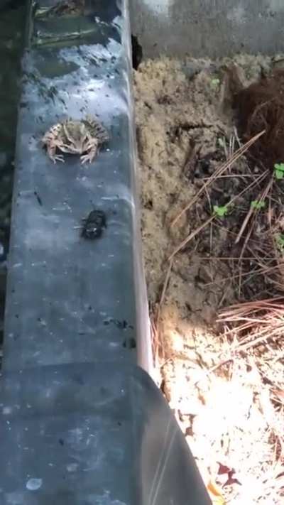 That bug is having a rough day