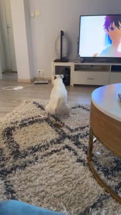 Good boy