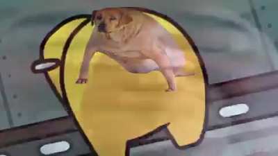 what the dog doing