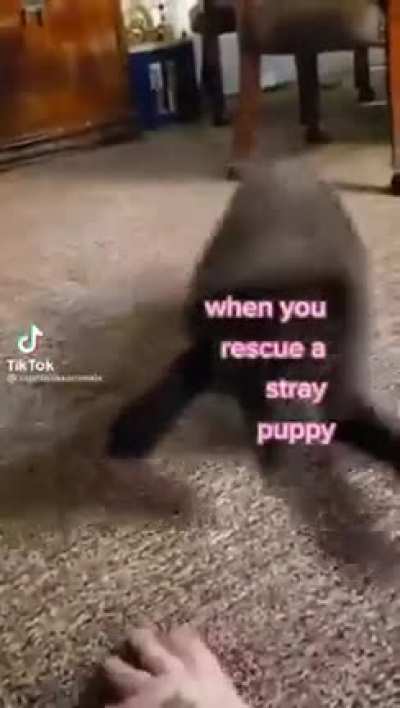 Rescue a dog from the streets and find out is not a dog