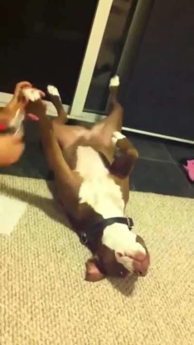 pooR DOGGO fainTS iN PAin aFtEr Evil HuMan choPs OFf heR TOes