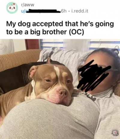 pibble