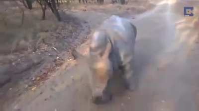 Lamb teaches baby rhino how to bounce