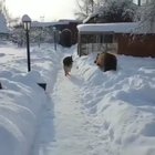 Bear: RAWR I'M A BEAR 🐻 Dog: I DON'T CARE 🐶