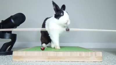 Poor rabbit