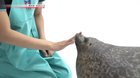 chubby seal