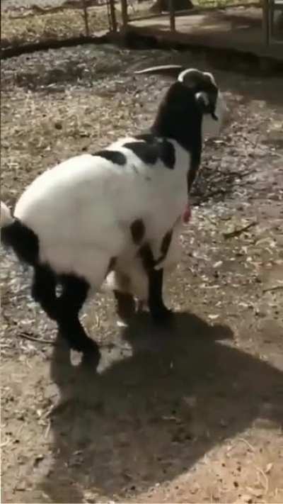 Lan keçi tavuğu sikmeye mi çalıştı 😳