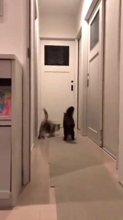 Funny cat