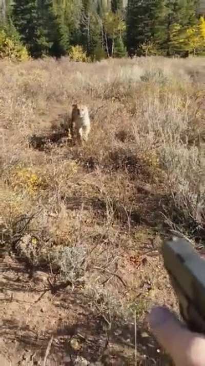 To hunt some human