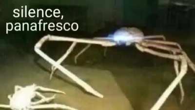 Silence,panafresco vvvv::::::::::::::::v