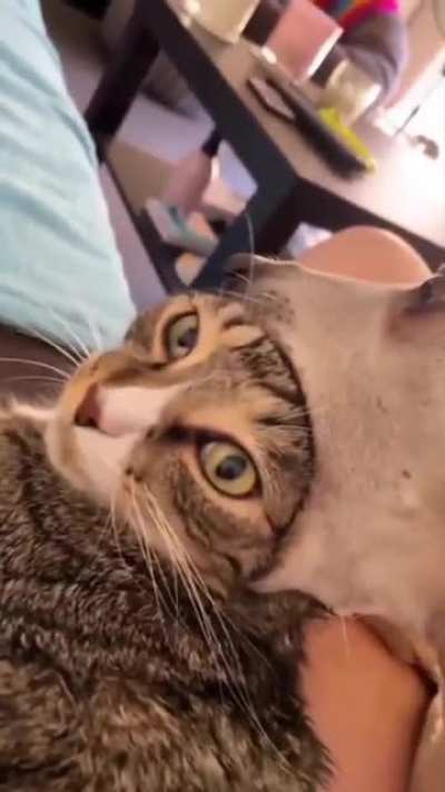 *chomp*