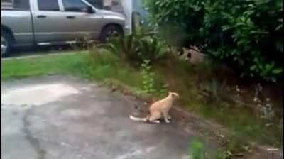 Не стоит шутить с Котиками