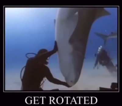 🦈🔁
