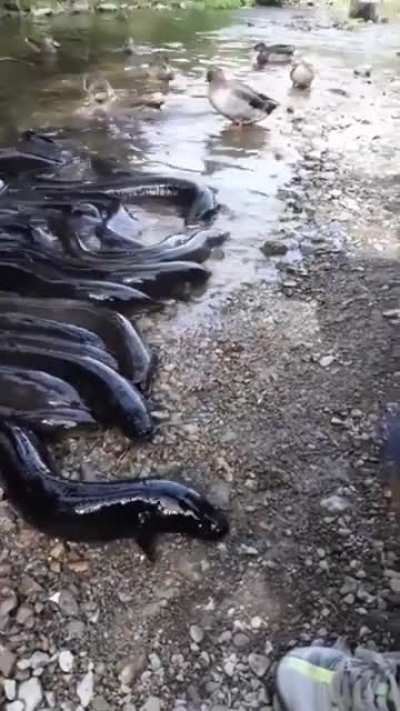 Just a few eels wanting some lunch