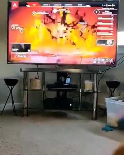 Shadowfox00