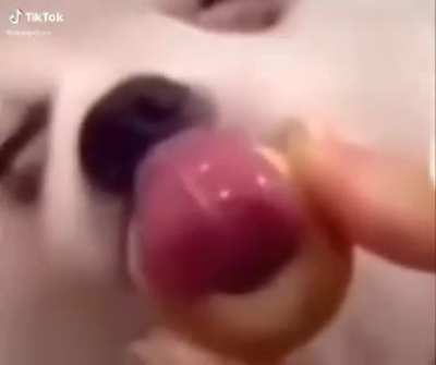 Horny ahh dog