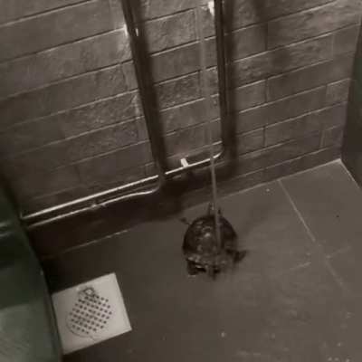 Little guy vibing in the shower