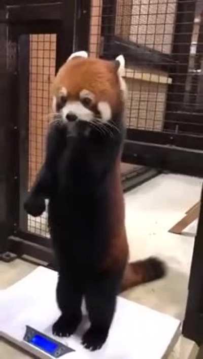 Red Panda