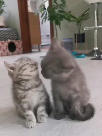 Aren't two kittens better than one?