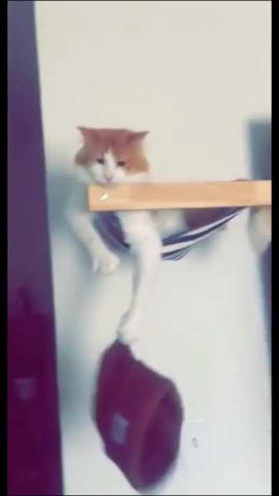 Helpful cat