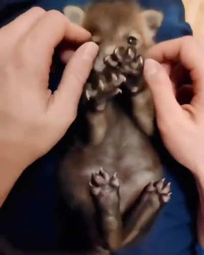 Cutte little fox