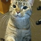 Pat me please.